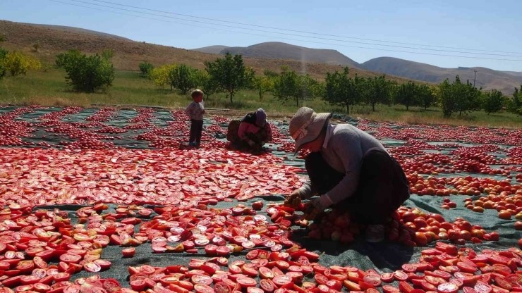 Malatya'dan Avrupa ve Orta Doğu ülkelerine gidiyor