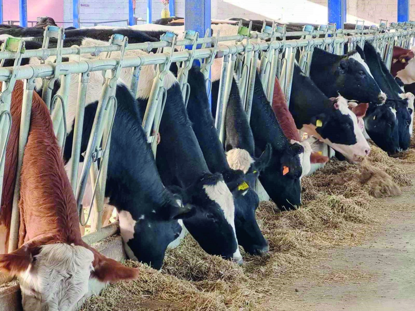 Malatya Hayvancılıkta Zirveye Yürüyor!