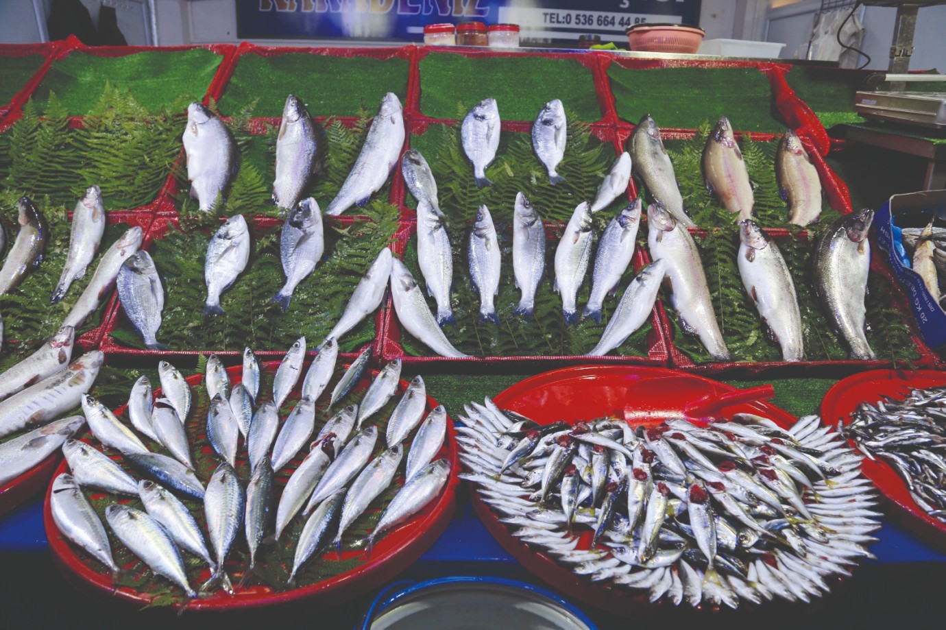 PALAMUT DOPİNG YAPTI; HAMSİ SABİT KALDI