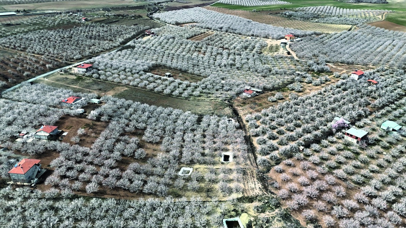 Kayısı zirai don tehlikesiyle karşı karşıya