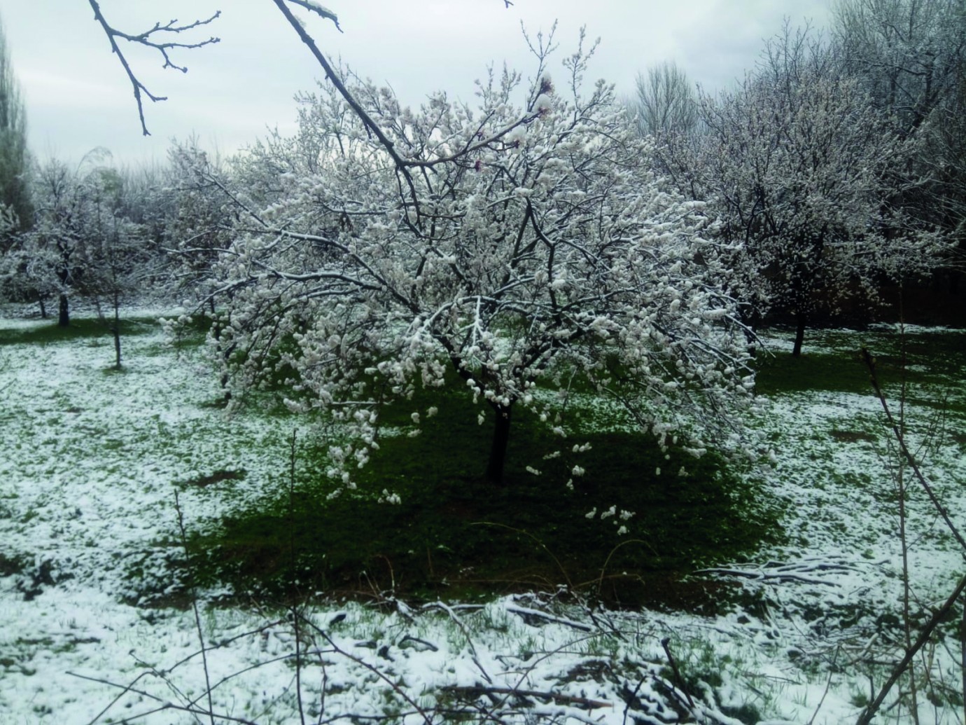 Kayısı da çileli günler başladı 