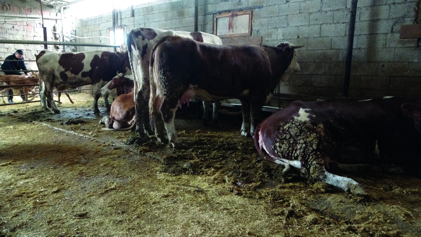 Onlarca büyükbaş hayvan akıma kapıldı, 4'ü telef oldu