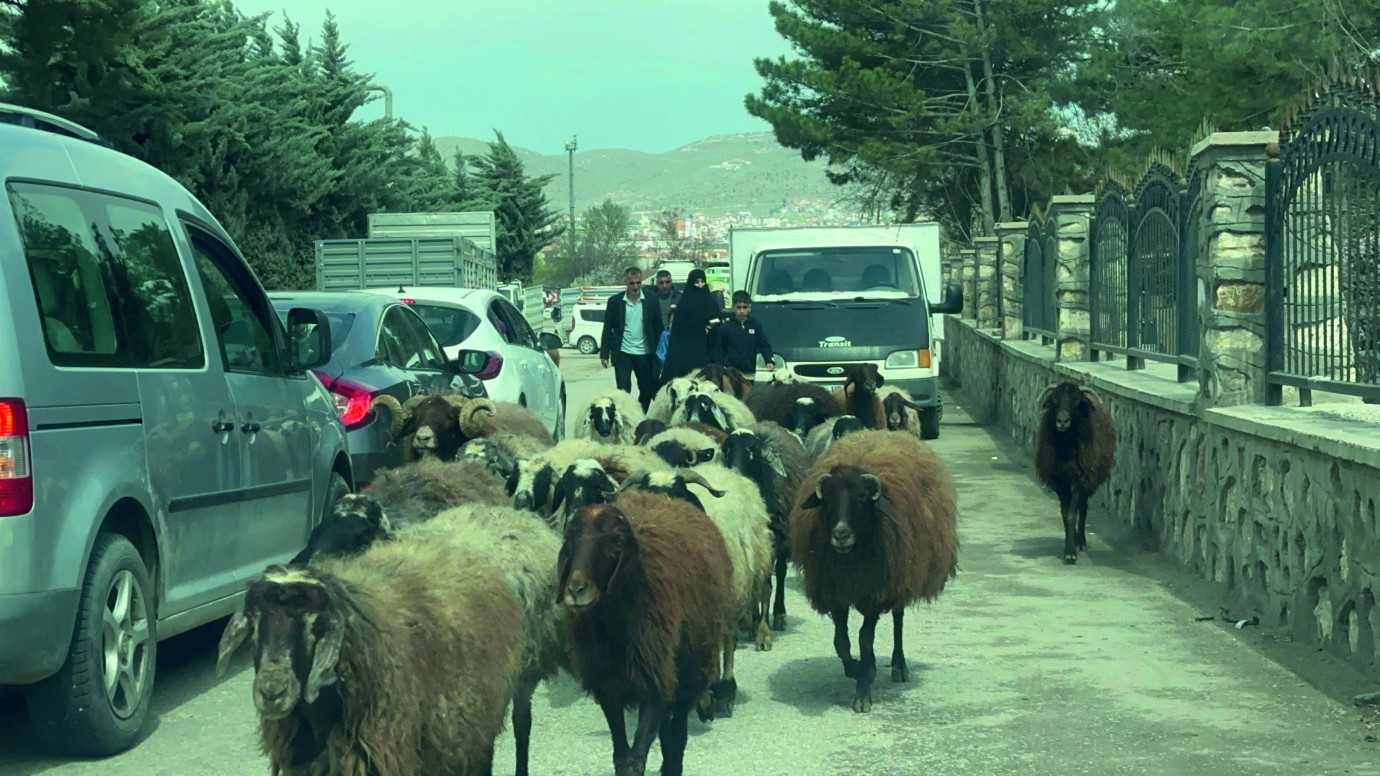 Komşu ilde koyun sürüsü şehir merkezinde yol kesti