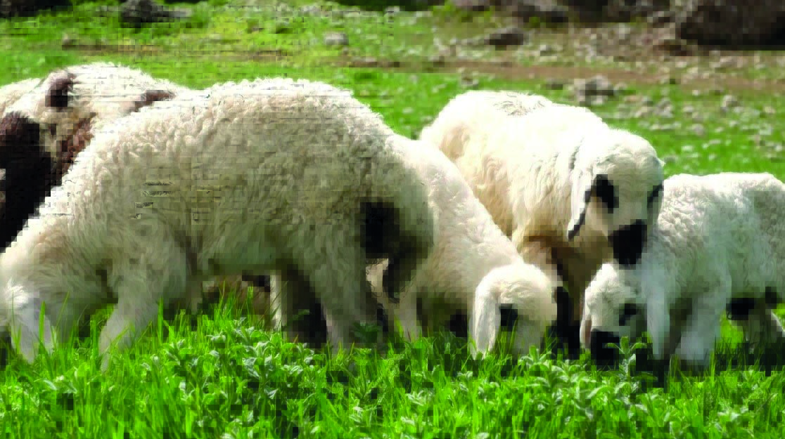 Başvurular 16 Haziran’a kadar devam edecek