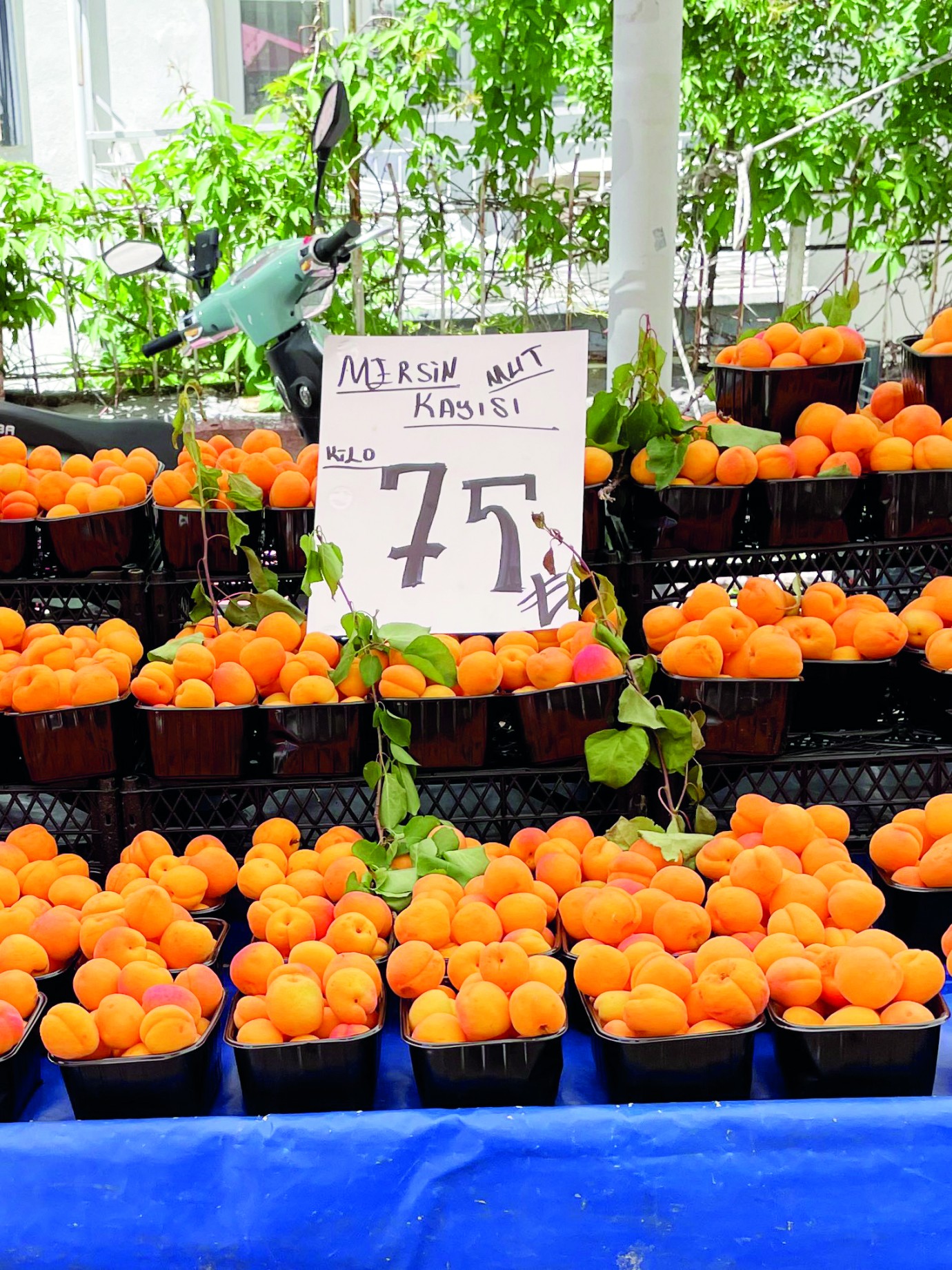 Mersin kayısısı 75 TL’den satışa sunuldu