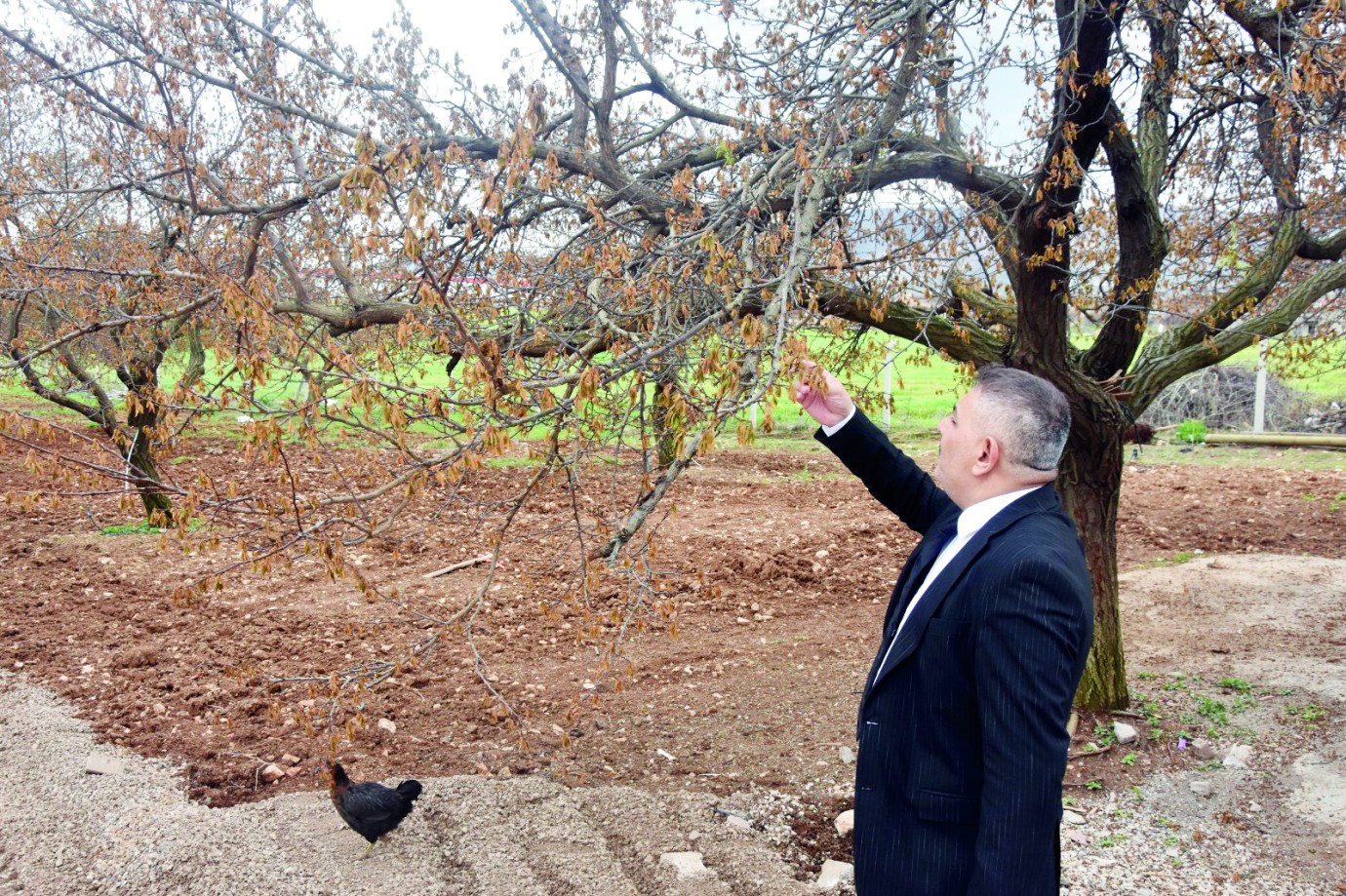 Malatya’nın kayısı kaybı ekonomiyi zorluyor