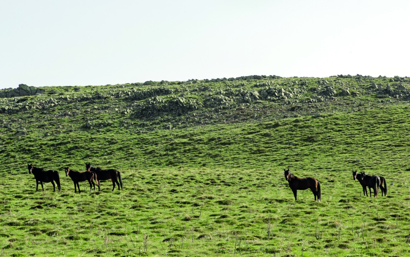 Malatya Yama Dağı’nda Yılkı Atları görüntülendi