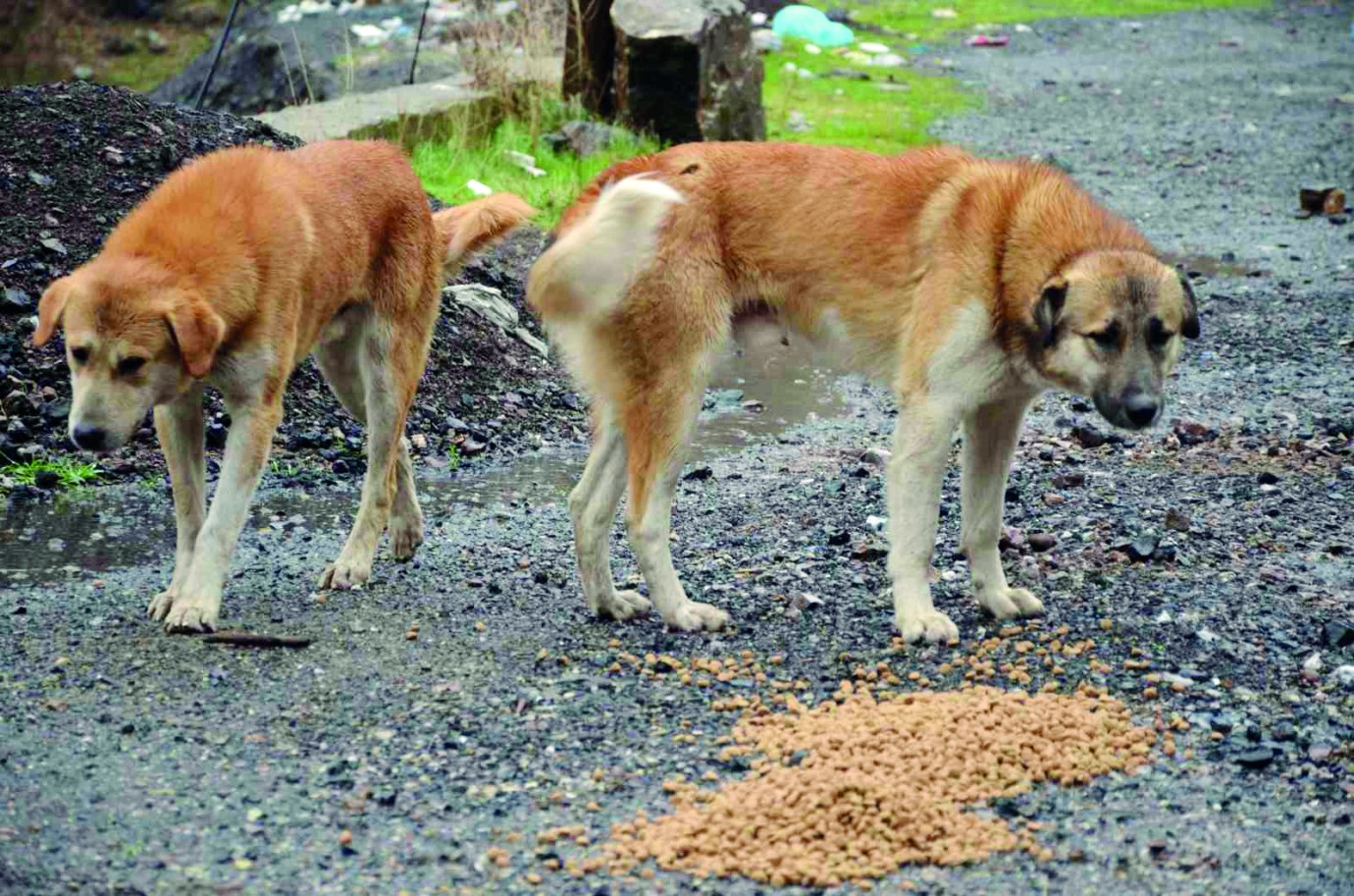 'Köpeğinizin dışarıda yediği yiyecekler sağlınızı riske atmasın''