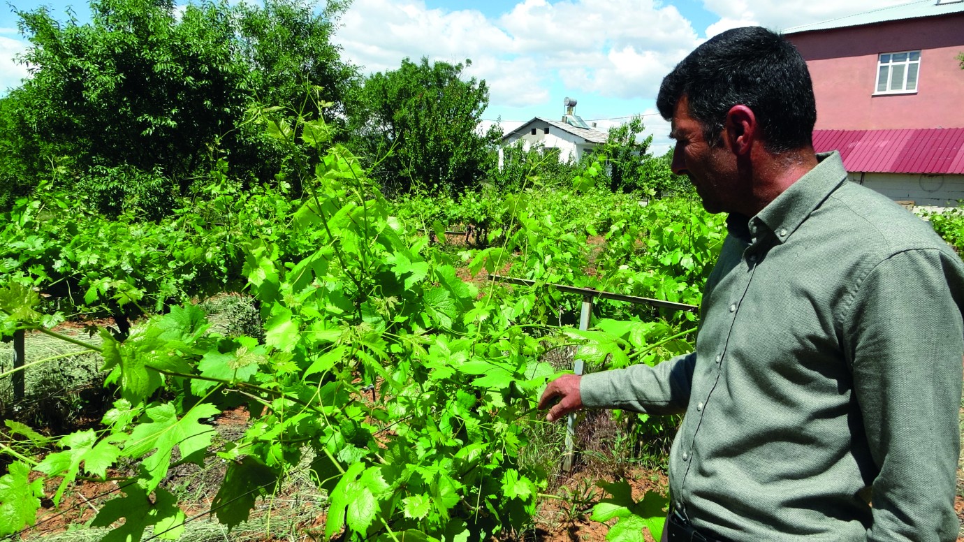 Meyveyi zirai don vurdu; umutlar yapraklarında