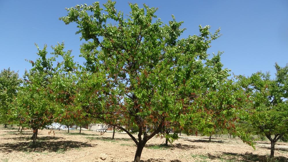 ZARAR 750 MİLYON DOLARI GEÇTİ