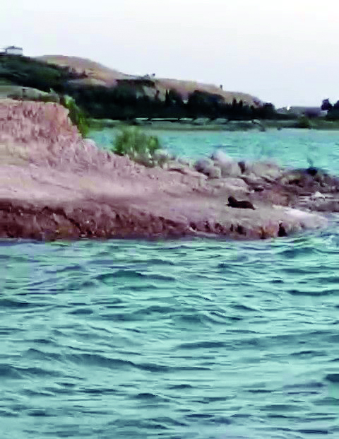 Adıyaman’da su samuru görüldü