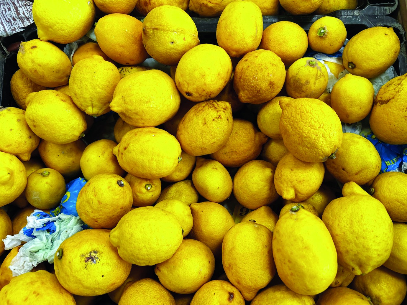 Malatya’da limon fiyatları uçtu: Kilosu 100 TL’yi geçti