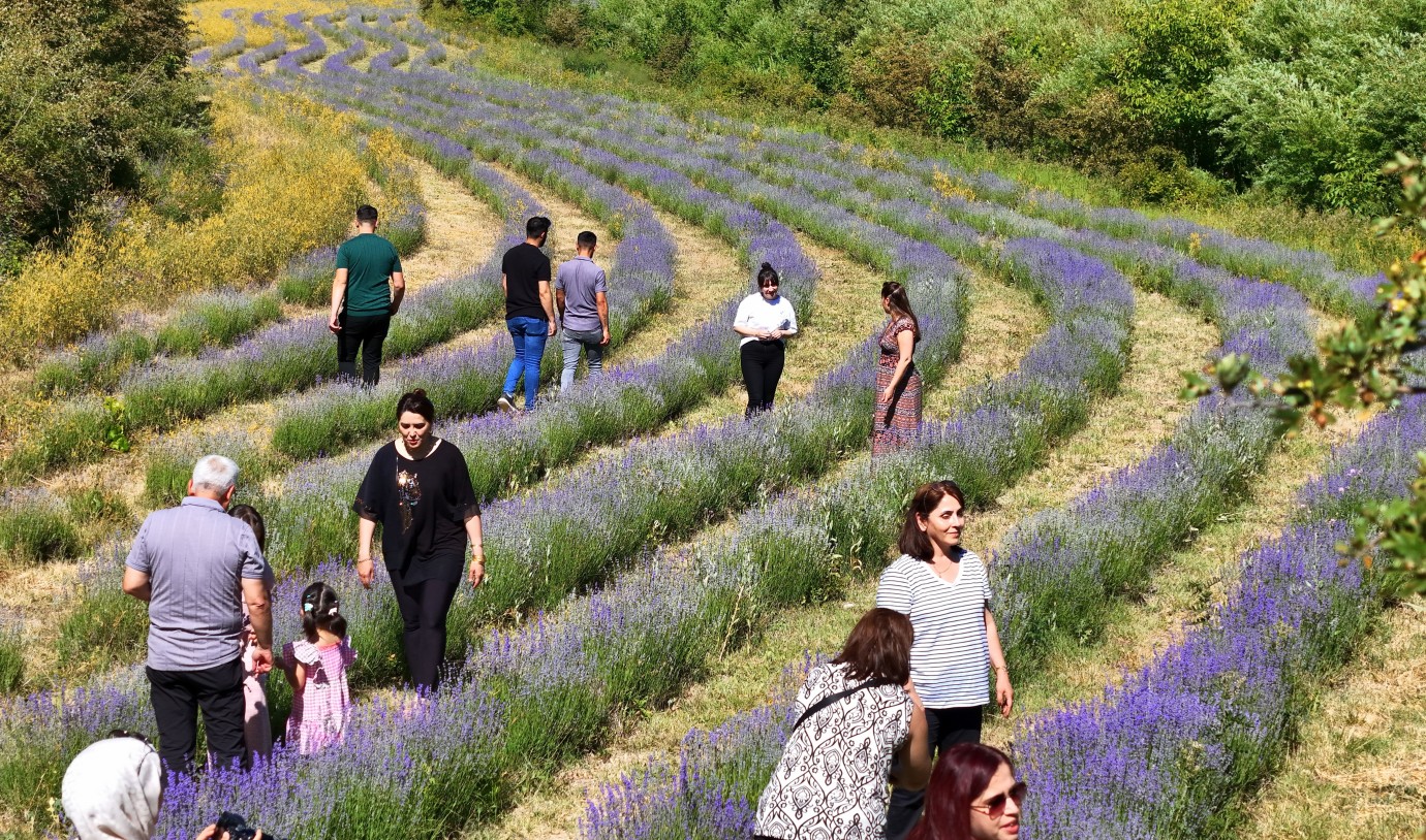  Erzincan’daki lavanta bahçeleri şanını dünyaya duyurdu