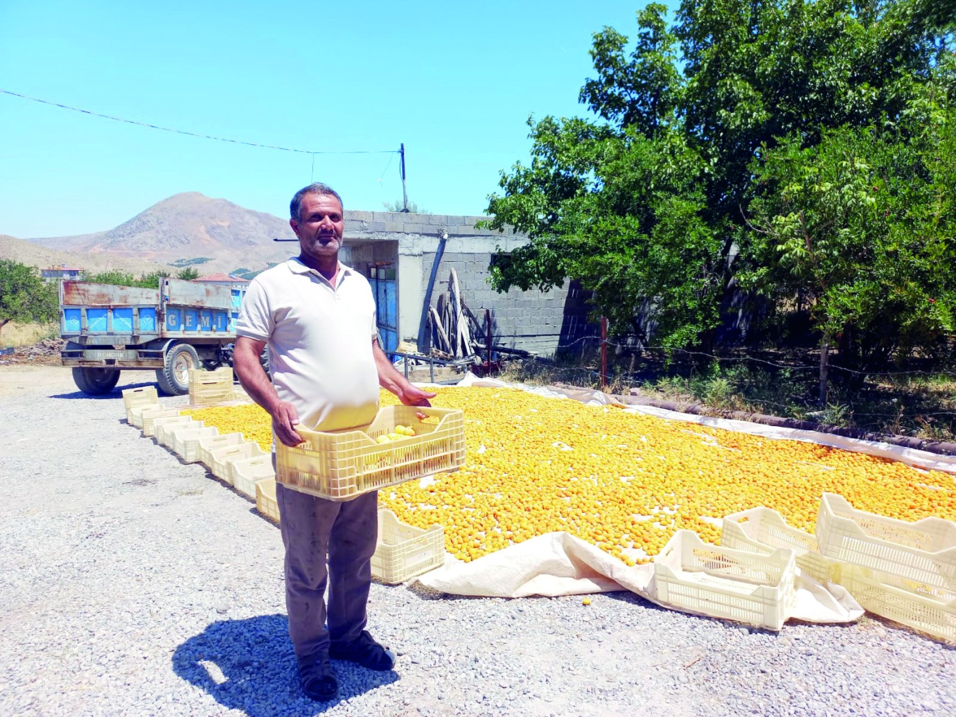 Zirai dondan etkilenmeyen bölgede kayısı hasadı başladı