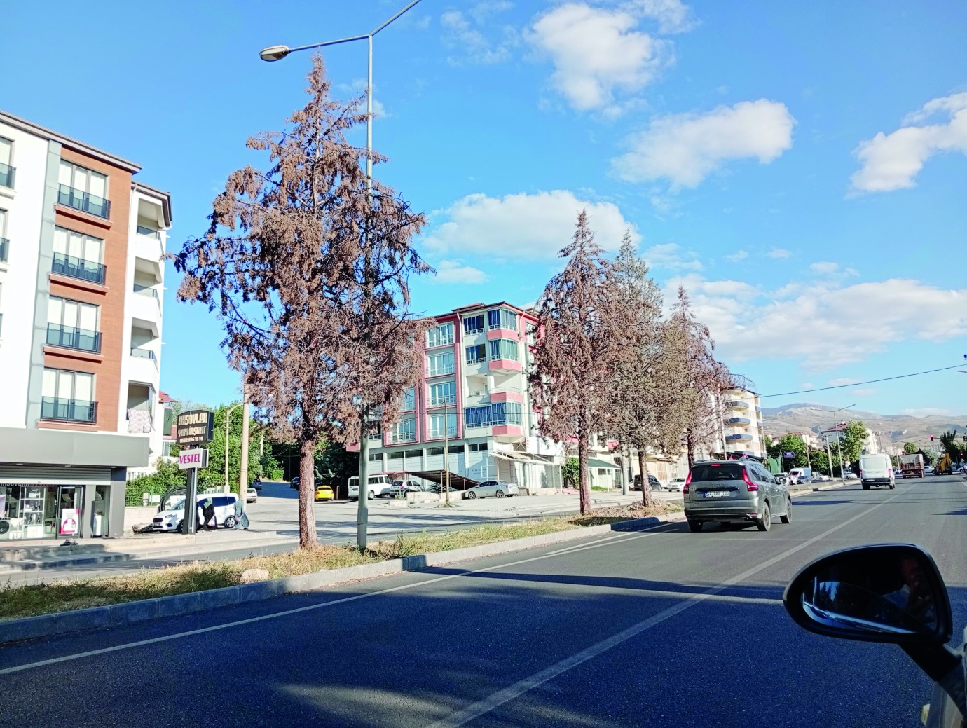 Ağaçlar Kuruyor, Belediye Seyrediyor