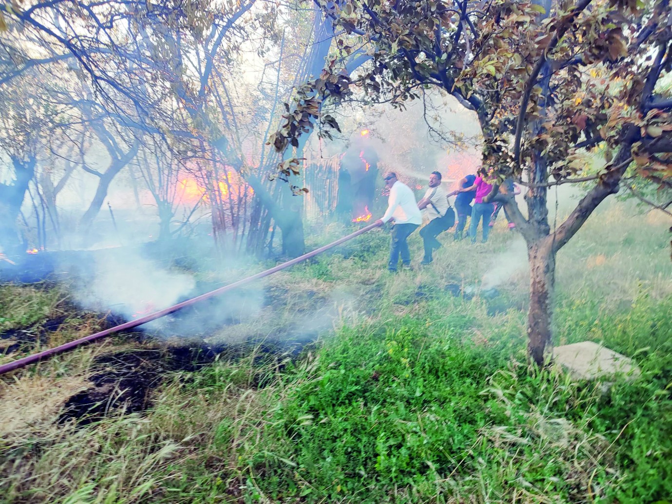 Malatya’da çıkan yangında kayısı ağaçları zarar gördü