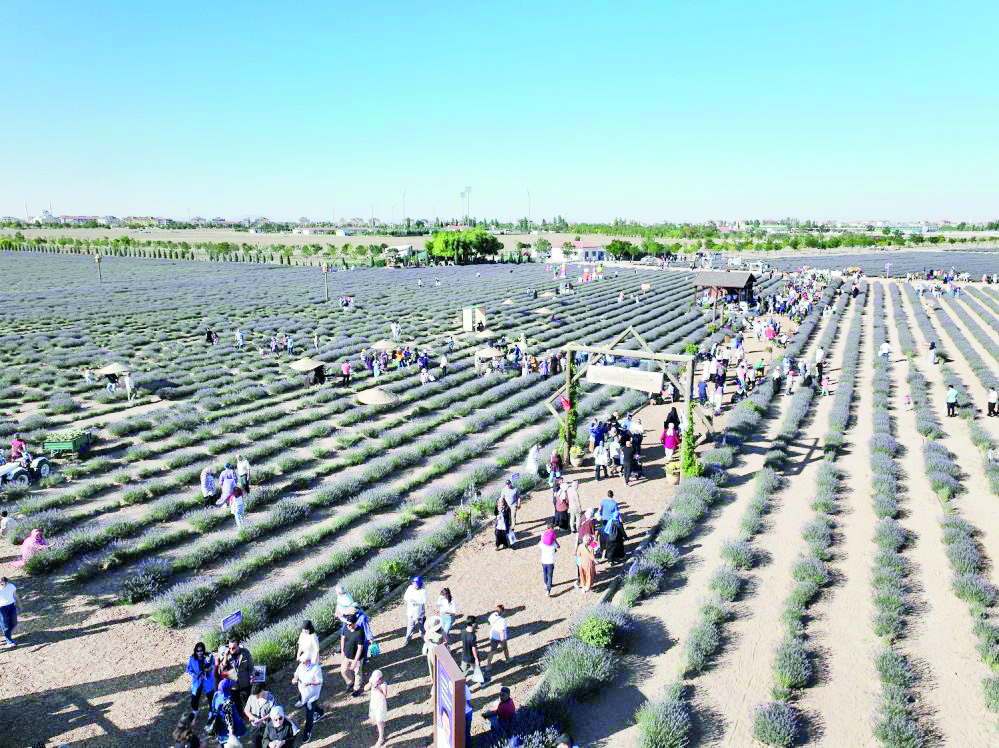 Türkiye'nin en büyük Lavanta Bahçesi'nde festival coşkusu
