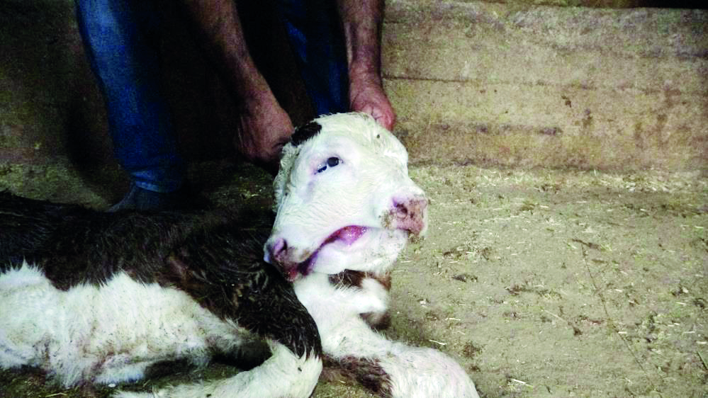 Malatya'da çift başlı buzağı doğdu
