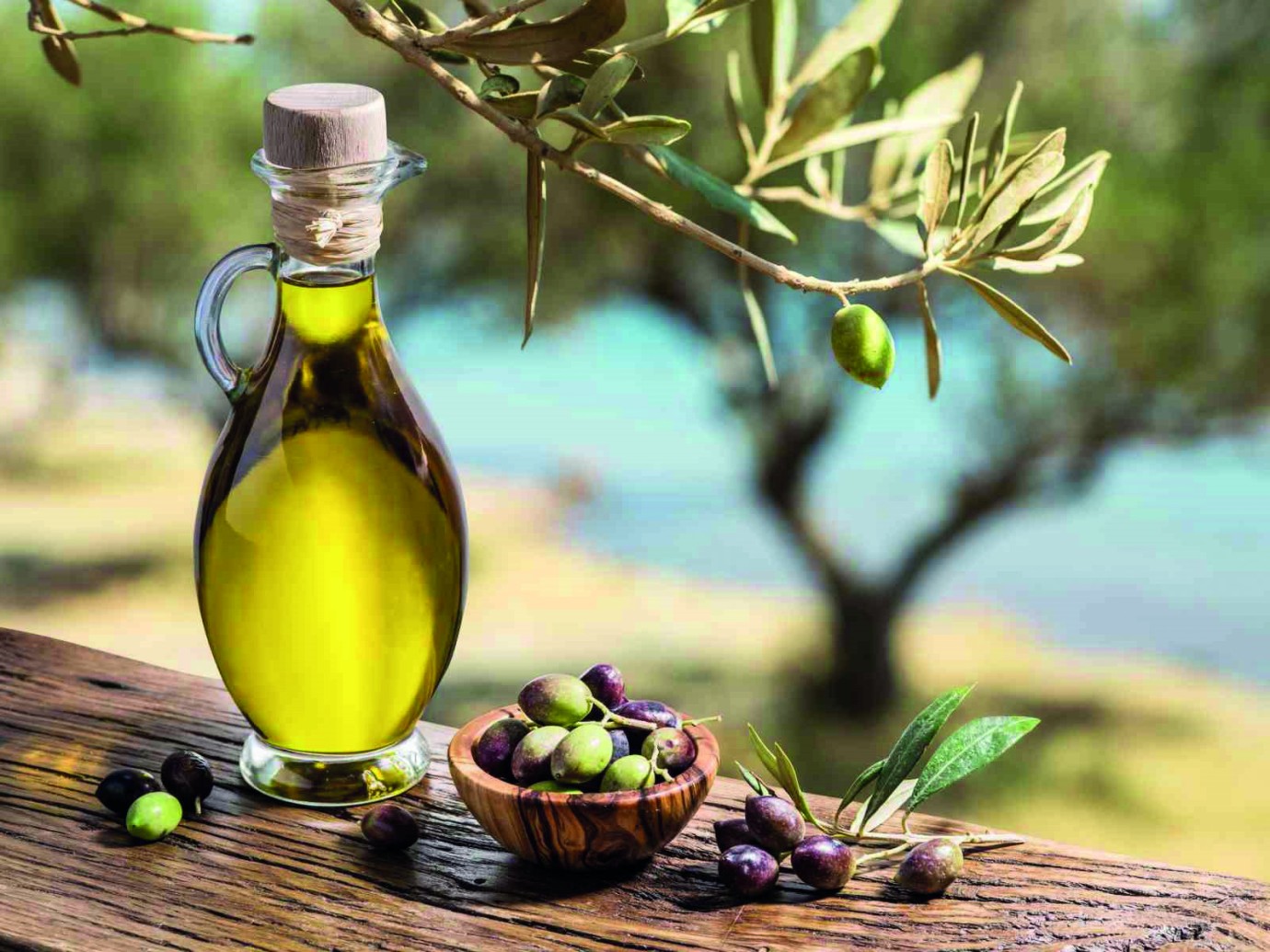 Sağlıklı kalbin anahtarı: Zeytinyağı