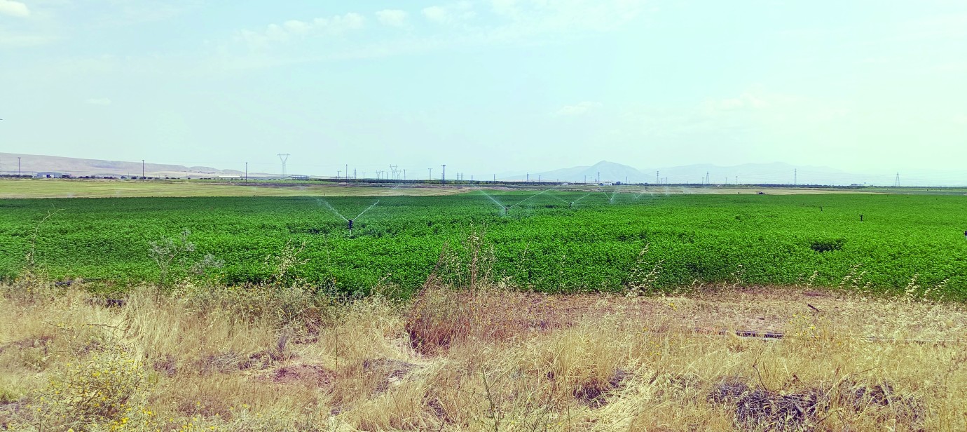 Yazıhan’da tarım çöküyor!  Çiftçiler sulama kriziyle savaş veriyor