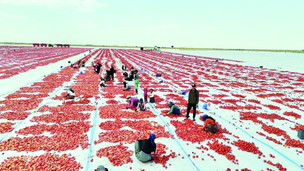 Diyarbakır’ın kavurucu sıcağında kurutulup Avrupa’ya ihraç ediliyor