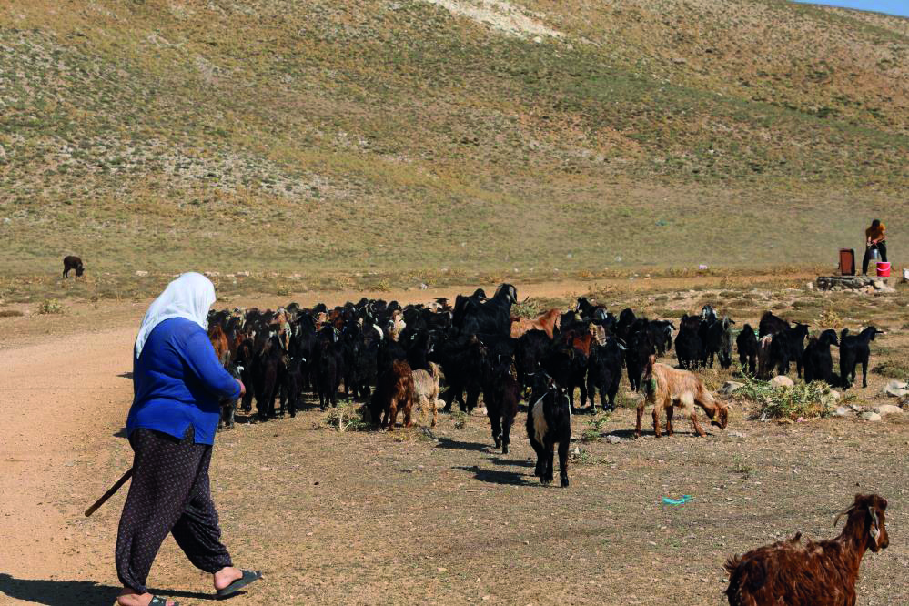 Konargöçerler Ahır Dağı zirvesindeki yerlerini aldı