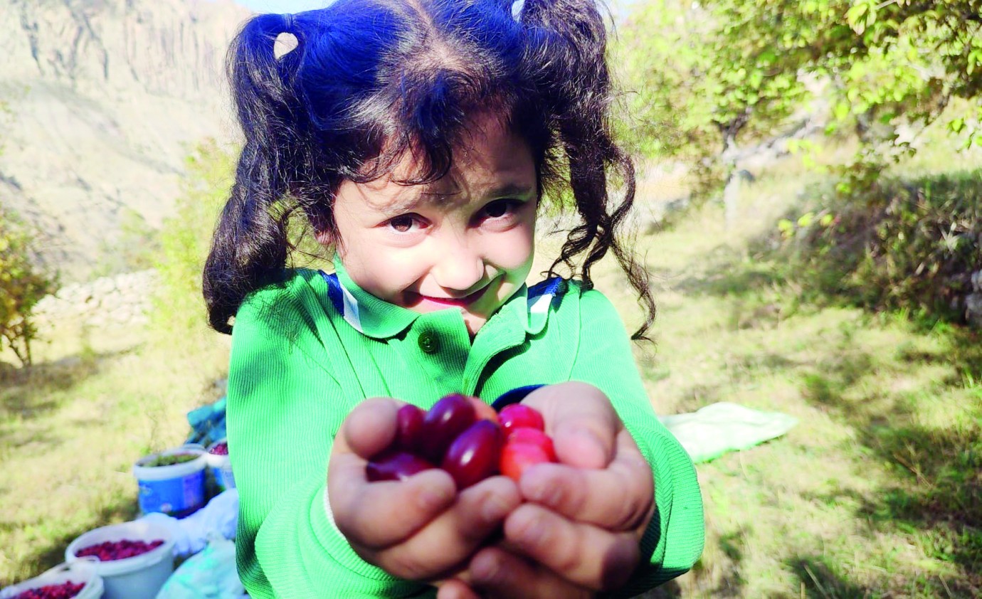 Şerbeti, çayı, meyvesi oluyor! Kalbi koruyor, enfeksiyonu düşürüyor