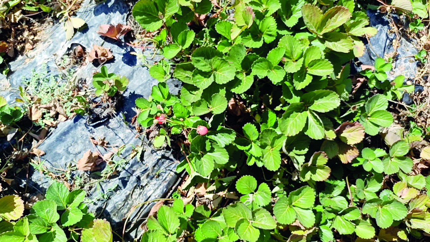 Kale’de aşırı sıcaklar çilek hasadını tehdit ediyor