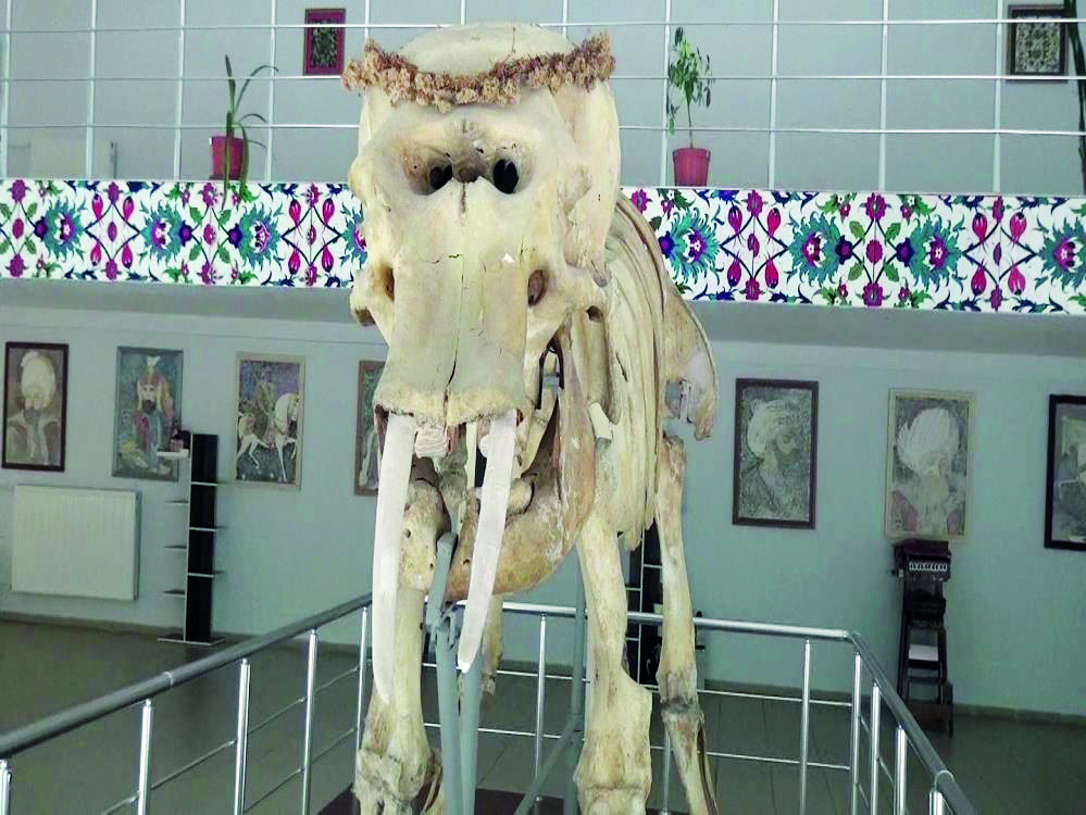Doğa Tarihi Müzesi içerisinde yer alan objeler arşivlendi