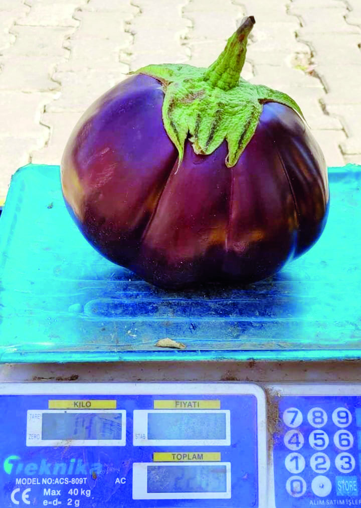 Karpuz gibi patlıcan görenleri şaşırttı