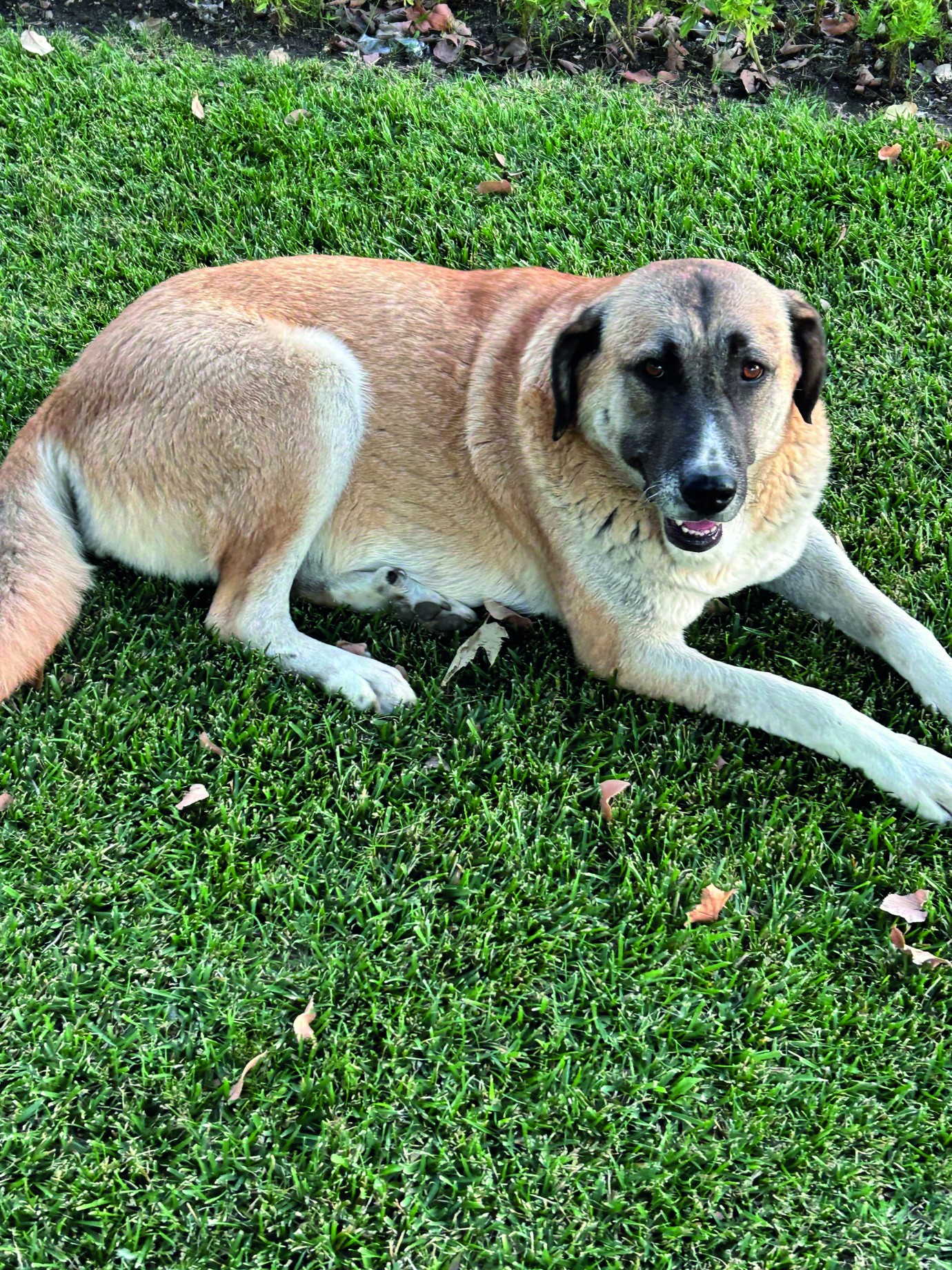 Muhtarlara köpek sayma talimatı