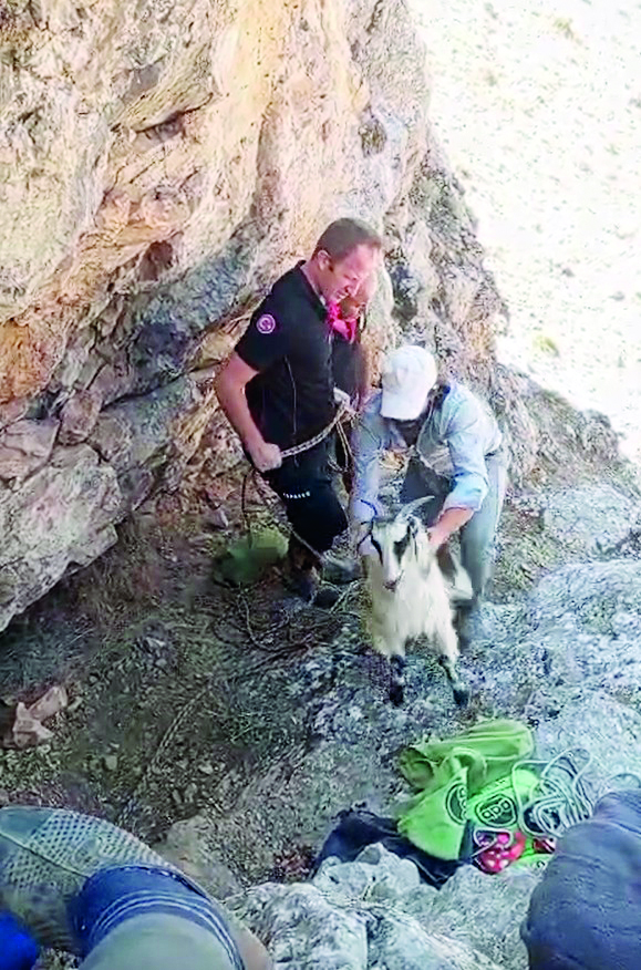 Dağlık alanda mahsur kalan keçiler kurtarıldı
