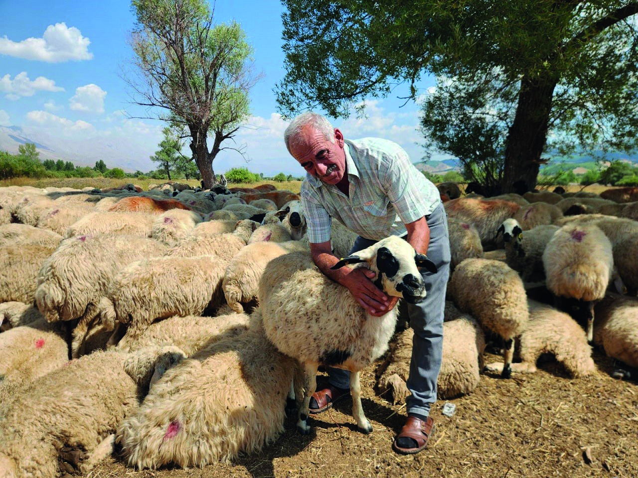 Çoban krizi büyüyor: Bir aylık ücret 130 bin TL'ye çıktı