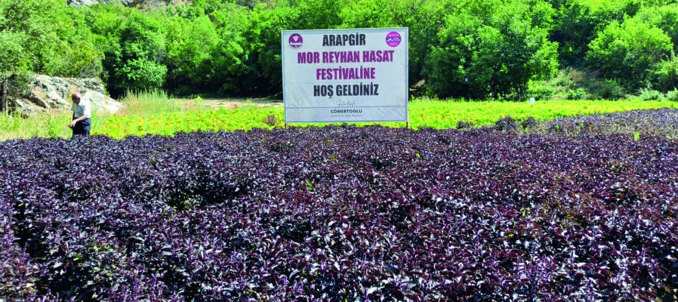 Arapgir’in mor hazinesi festivalle taçlandı