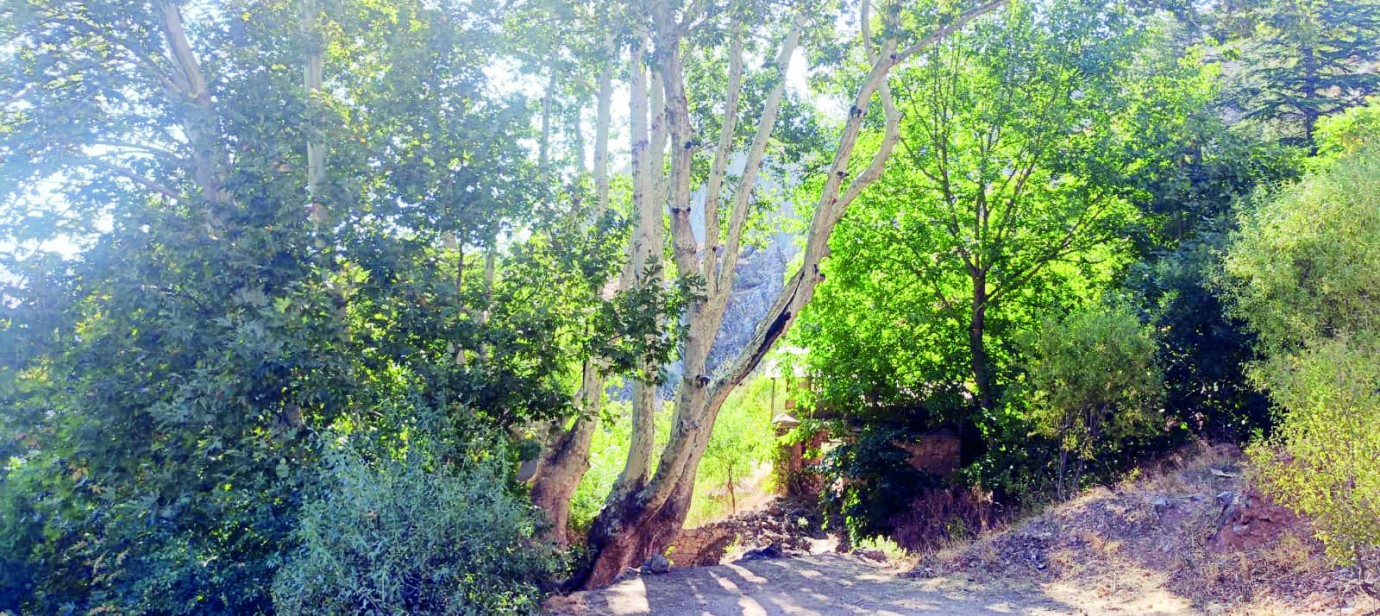 400 yıllık ulu ağaç kışlık odun olmaktan son anda kurtuldu