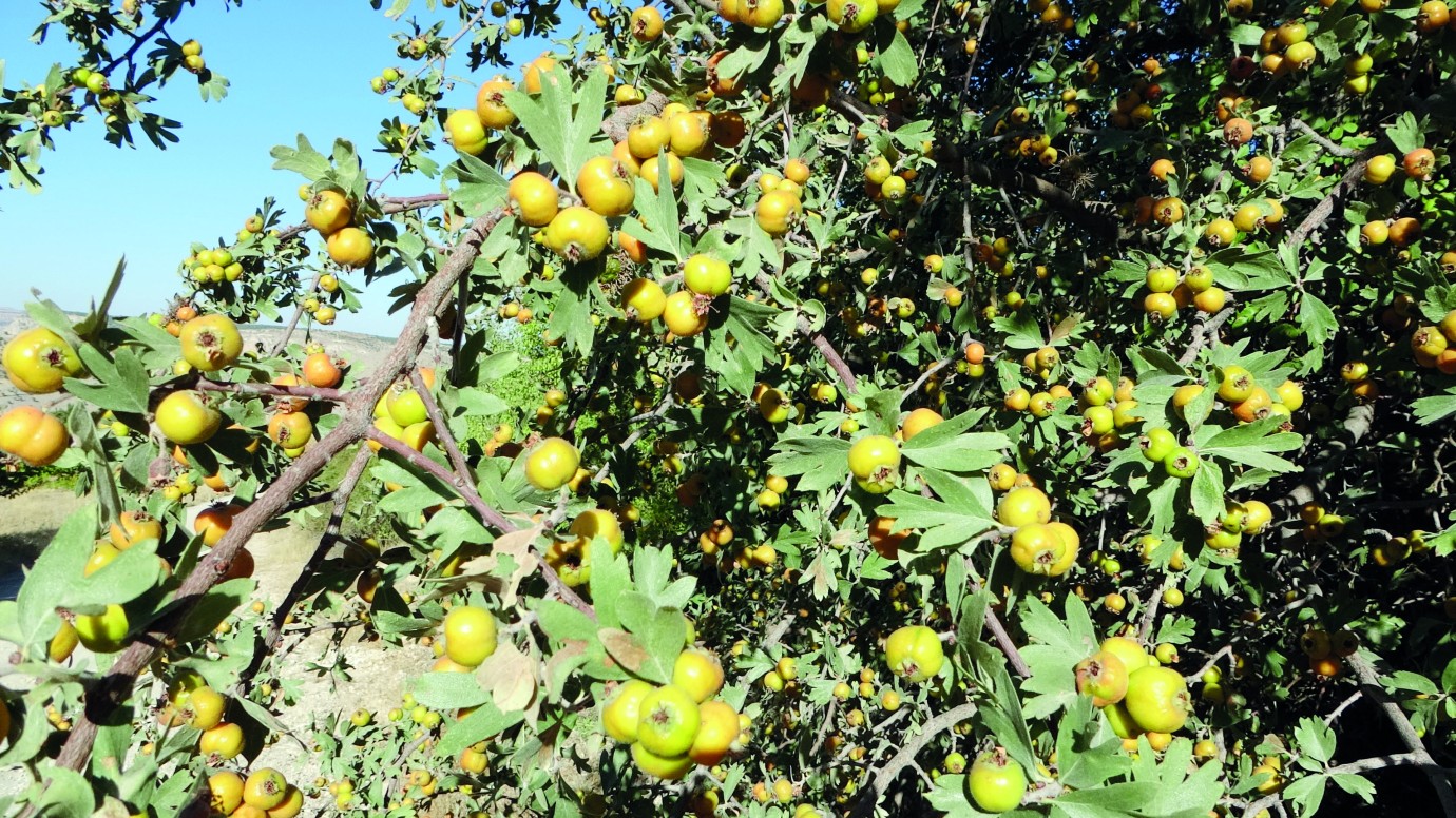 Şifa deposu alıçta hasat zamanı