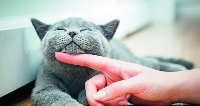 Kedi tüyü akciğere yerleşmiyor