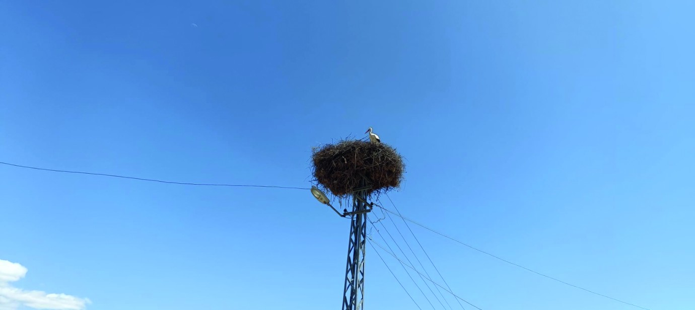 Leylekler Malatya’ya veda ediyor