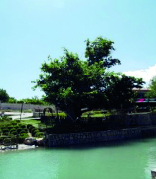 Malatya’nın sayılı anıt ağaçları ilgi çekmeye devam ediyor