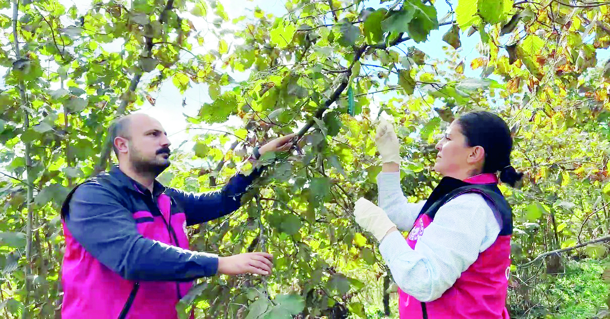 Tarımda kokarca alarmı