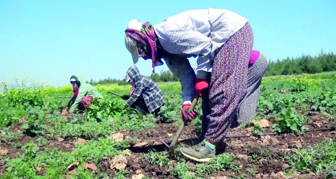 Mevsimlik tarım işçisi çocuklarına kesintisiz eğitim desteği