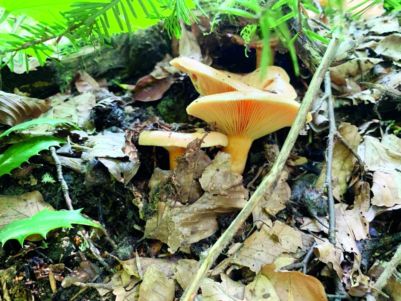 Mantarların artışı ile zehirlenmeler başladı