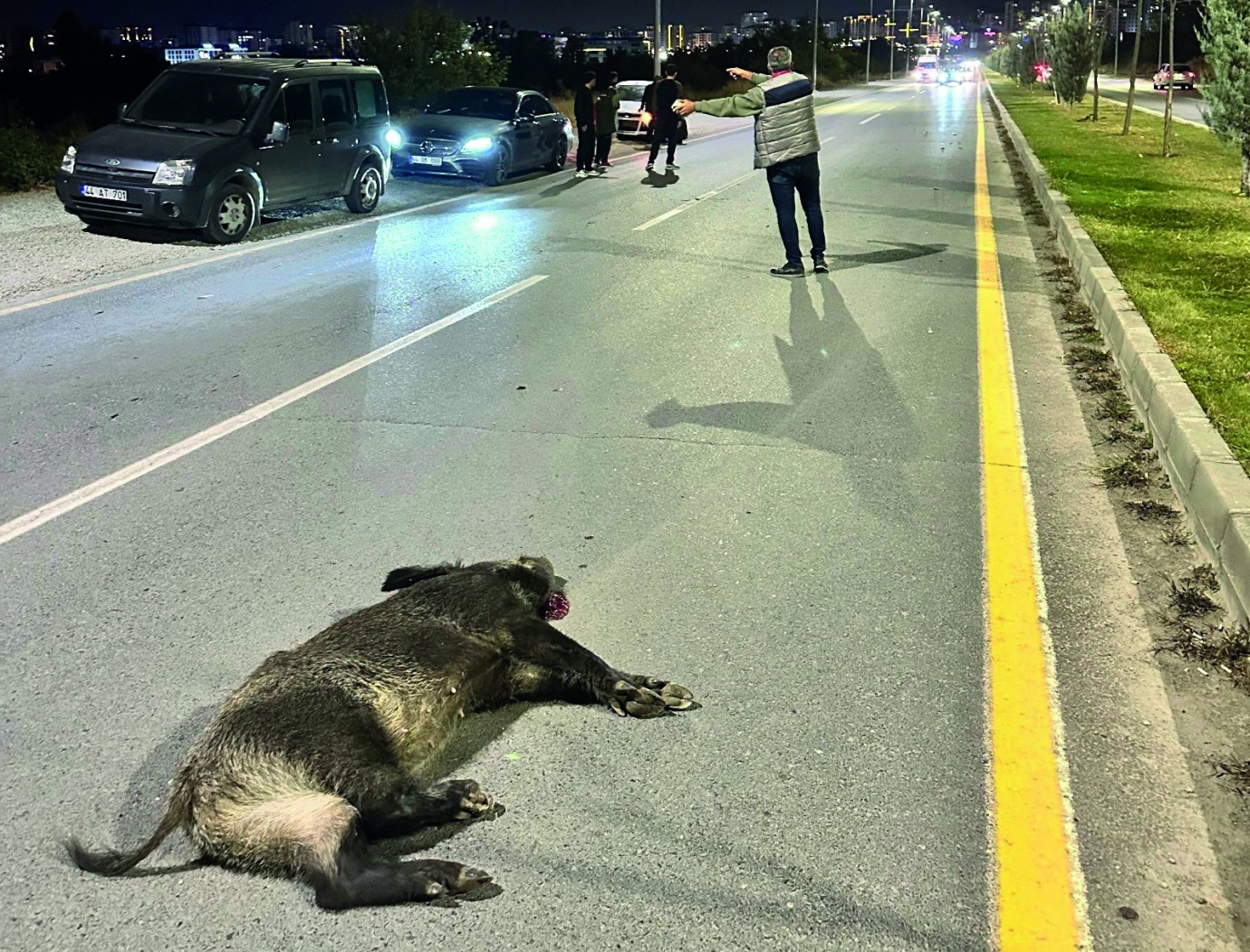 Malatya’da otomobilin çarptığı domuz telef oldu