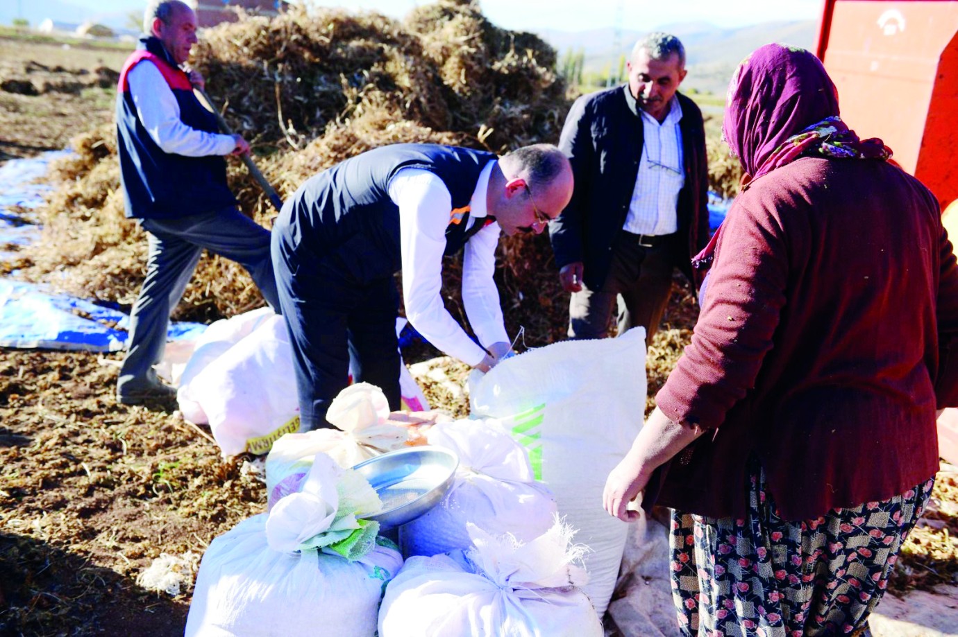 Doğanşehir’de kuru fasulye hasadı başladı