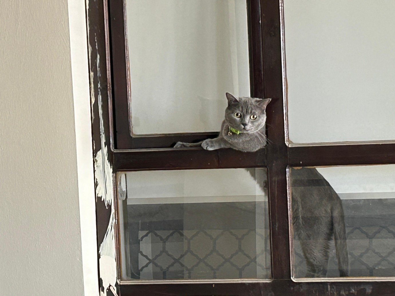 Mikroçip uygulamasında son gün 31 Aralık