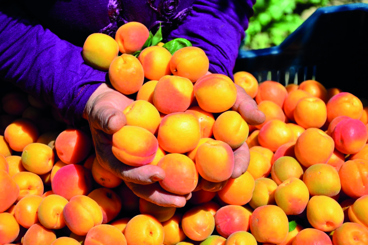 Bir meyveden fazlası: Malatya’nın şifa mucizesi