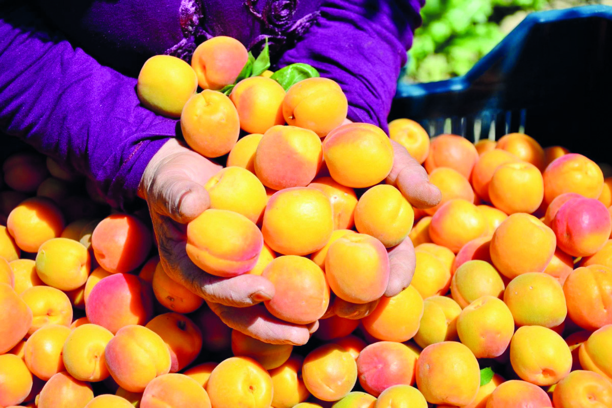 Kayısıda sahtekarlık skandalı! Pirinç kılıfı ile kayısı ithalatı