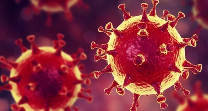 Nipah virüsü yeniden gündemde
