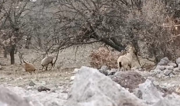 Malatya’da nesli tehlike altındaki yaban keçileri sürü halinde görüntülendi