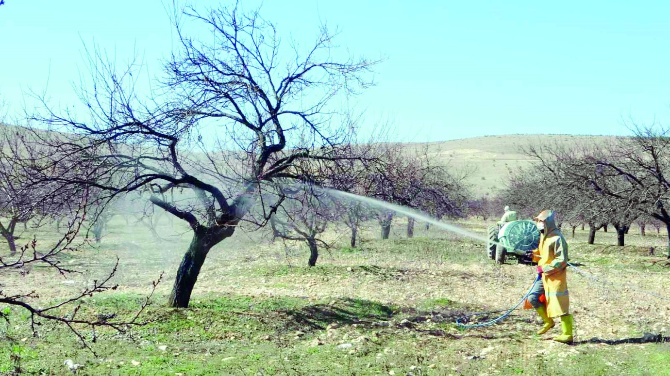 Kayısıda ilaçlama sezonu başladı